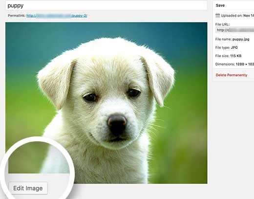 Background Image In WordPress